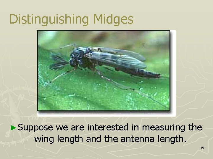 Distinguishing Midges ► Suppose we are interested in measuring the wing length and the