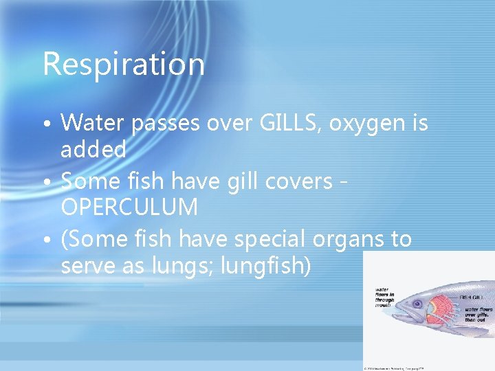 Respiration • Water passes over GILLS, oxygen is added • Some fish have gill