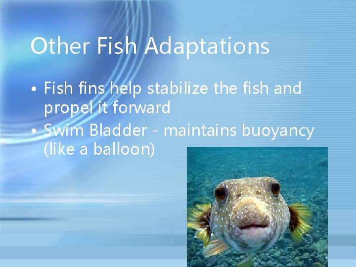 Other Fish Adaptations • Fish fins help stabilize the fish and propel it forward