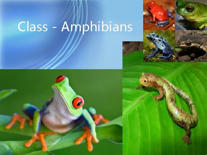 Class - Amphibians 