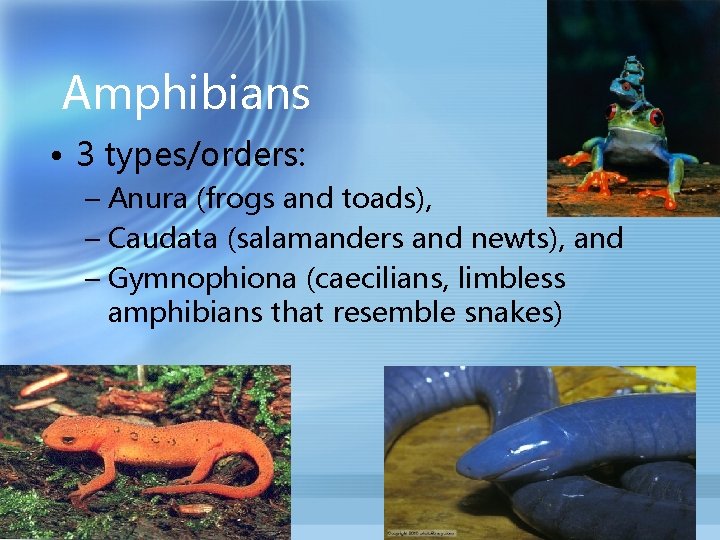 Amphibians • 3 types/orders: – Anura (frogs and toads), – Caudata (salamanders and newts),