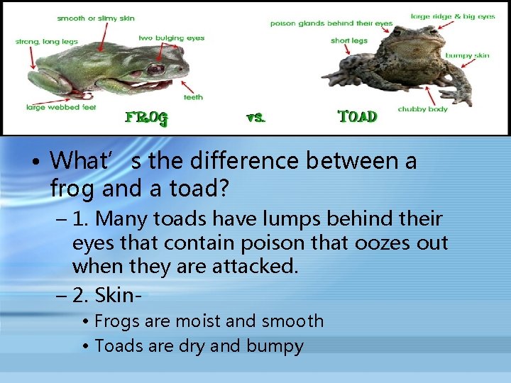  • What’s the difference between a frog and a toad? – 1. Many