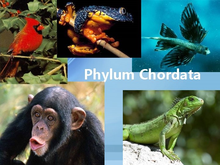 Phylum Chordata 