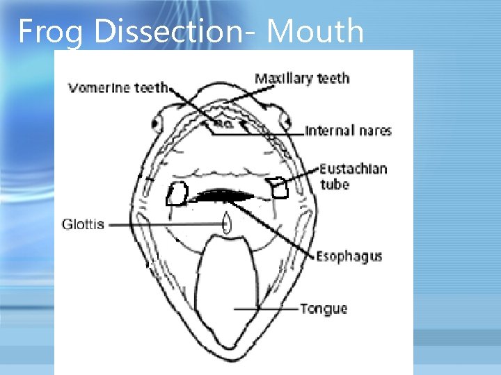 Frog Dissection- Mouth 