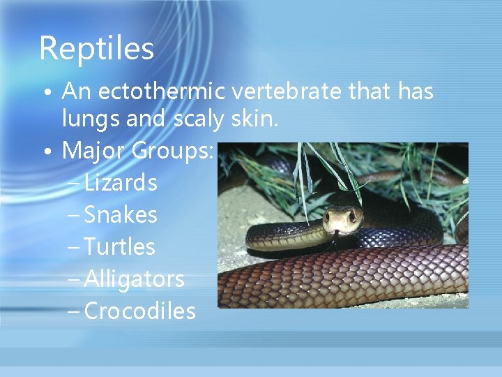 Reptiles • An ectothermic vertebrate that has lungs and scaly skin. • Major Groups: