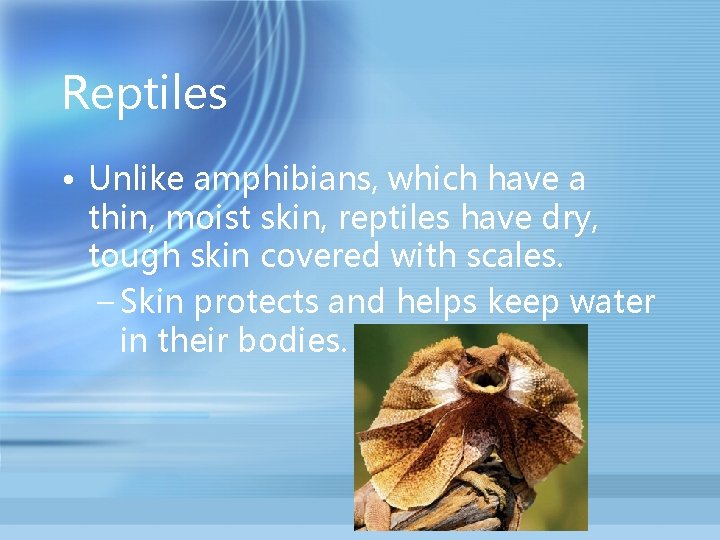 Reptiles • Unlike amphibians, which have a thin, moist skin, reptiles have dry, tough