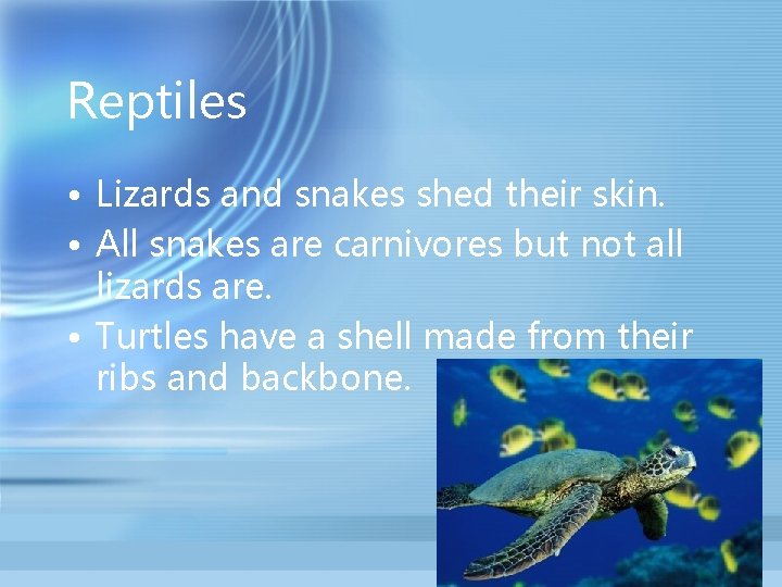 Reptiles • Lizards and snakes shed their skin. • All snakes are carnivores but