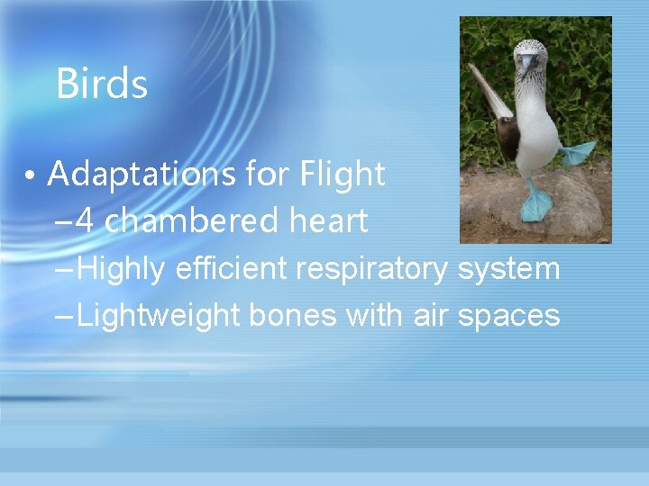 Birds • Adaptations for Flight – 4 chambered heart – Highly efficient respiratory system