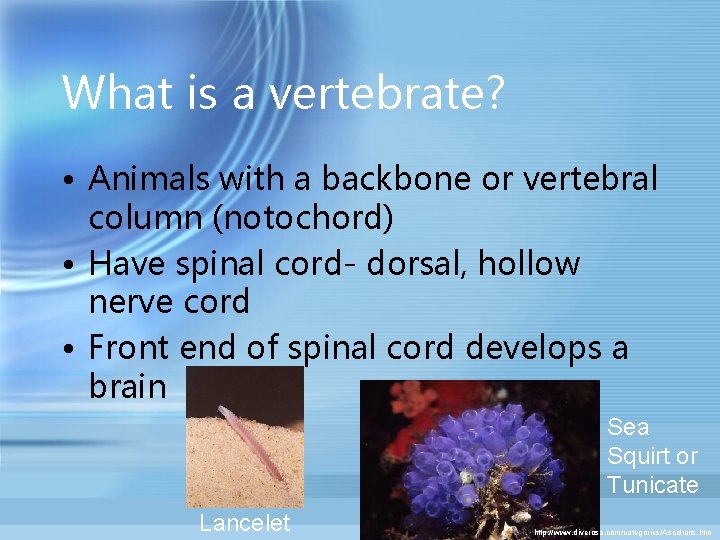 What is a vertebrate? • Animals with a backbone or vertebral column (notochord) •