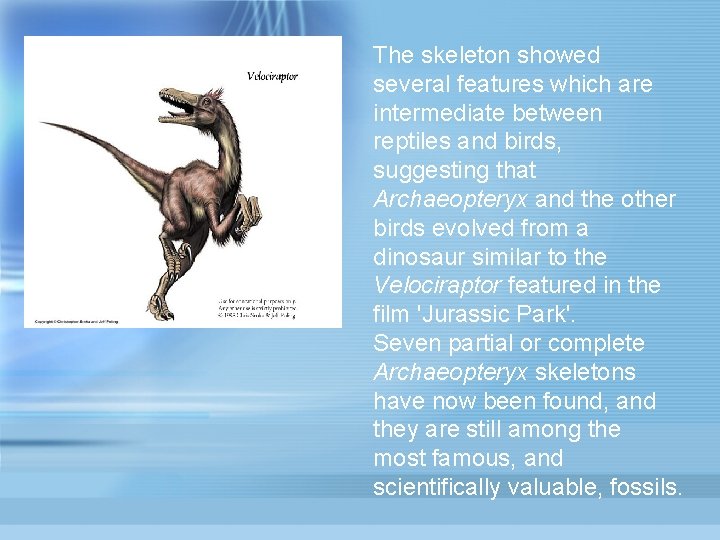 The skeleton showed several features which are intermediate between reptiles and birds, suggesting that