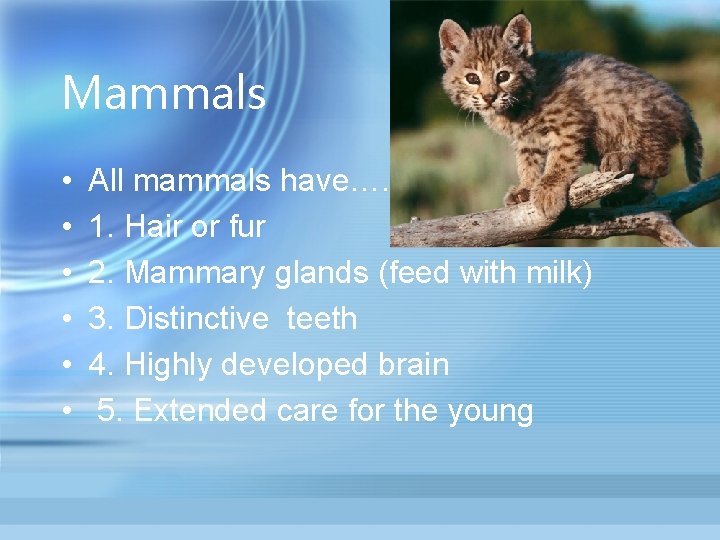 Mammals • • • All mammals have…. 1. Hair or fur 2. Mammary glands