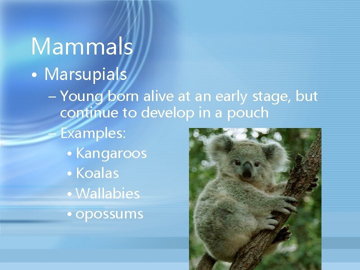 Mammals • Marsupials – Young born alive at an early stage, but continue to