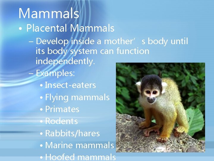 Mammals • Placental Mammals – Develop inside a mother’s body until its body system