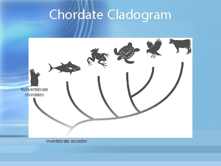 Section 30 -1 Chordate Cladogram Birds Amphibians Fishes Nonvertebrate chordates Invertebrate ancestor Reptiles Mammals