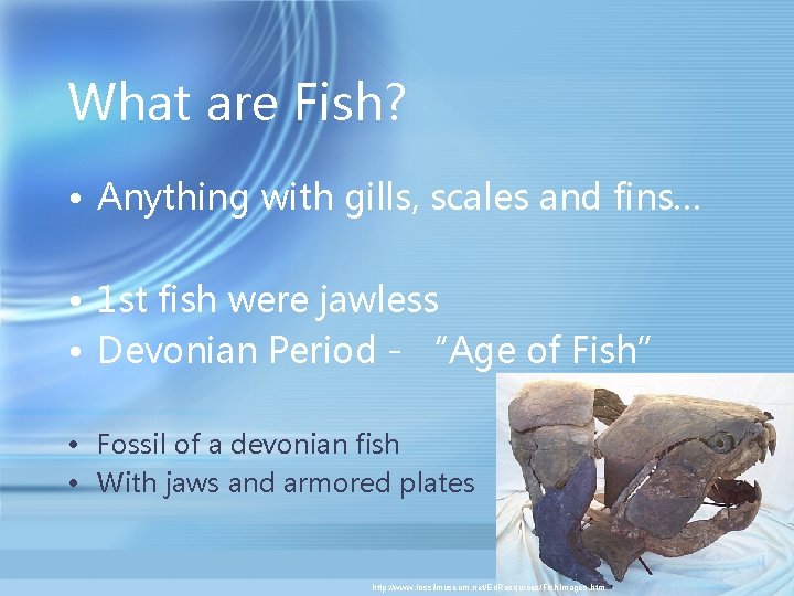 What are Fish? • Anything with gills, scales and fins… • 1 st fish