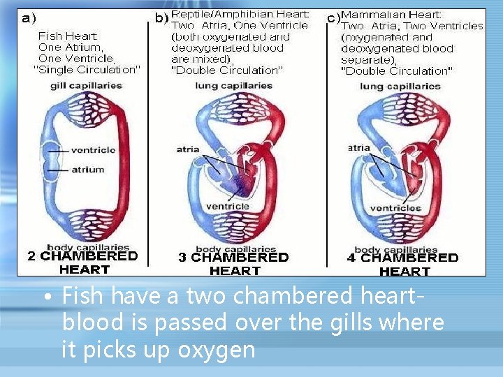  • Fish have a two chambered heartblood is passed over the gills where