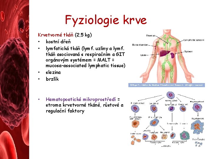 Fyziologie krve Krvetvorné tkáň (2, 5 kg) • kostní dřeň • lymfatická tkáň (lymf.
