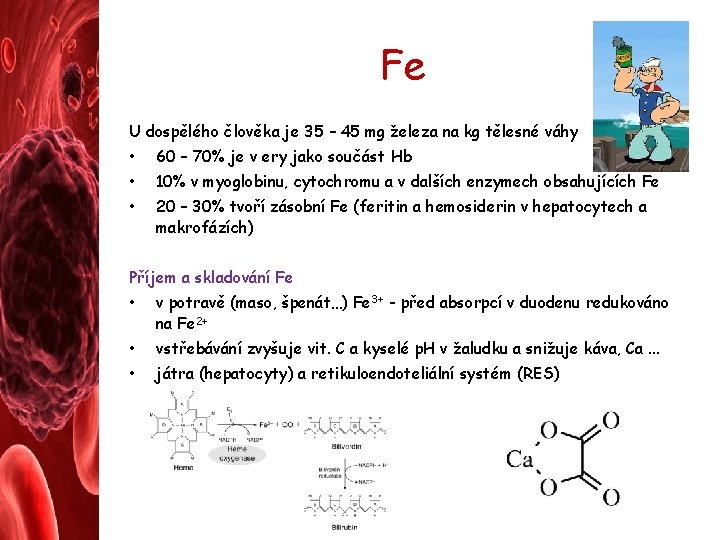 Fe U dospělého člověka je 35 – 45 mg železa na kg tělesné váhy