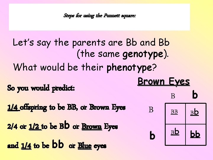 Steps for using the Punnett square: Let’s say the parents are Bb and Bb