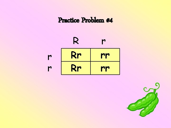 Practice Problem #4 r r R Rr Rr r rr rr 