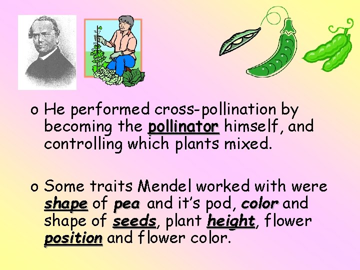 o He performed cross-pollination by becoming the pollinator himself, and controlling which plants mixed.