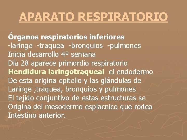 APARATO RESPIRATORIO Órganos respiratorios inferiores -laringe -traquea -bronquios -pulmones Inicia desarrollo 4ª semana Día