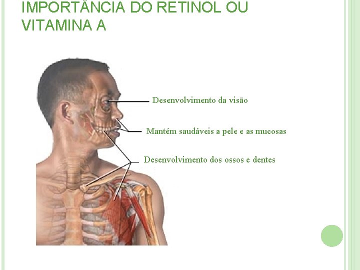 IMPORT NCIA DO RETINOL OU VITAMINA A Desenvolvimento da visão Mantém saudáveis a pele IMPORT NCIA DO RETINOL OU VITAMINA A Desenvolvimento da visão Mantém saudáveis a pele