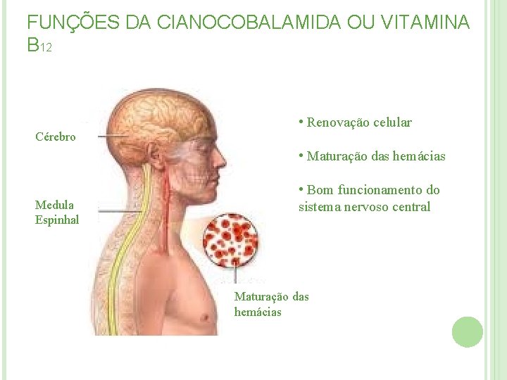 FUNÇÕES DA CIANOCOBALAMIDA OU VITAMINA B 12 • Renovação celular Cérebro • Maturação das FUNÇÕES DA CIANOCOBALAMIDA OU VITAMINA B 12 • Renovação celular Cérebro • Maturação das