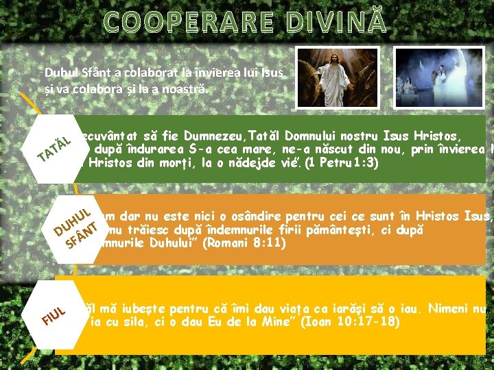 COOPERARE DIVINĂ Duhul Sfânt a colaborat la învierea lui Isus și va colabora și