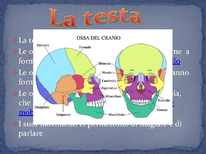 v. La testa è formata dal cranio e dalla faccia v. Le ossa del