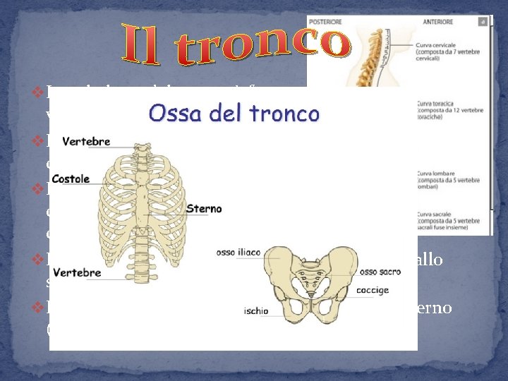 v Lo scheletro del tronco è formato dalla colonna vertebrale e dalla cassa toracica