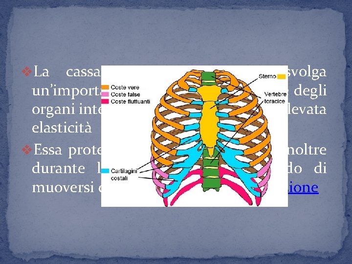 v. La cassa, toracica nonostante svolga un’importante funzione di protezione degli organi interni, è