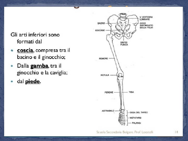 v. Gli arti inferiori sono anch'essi divisi in tre segmenti: v. Coscia: va dal