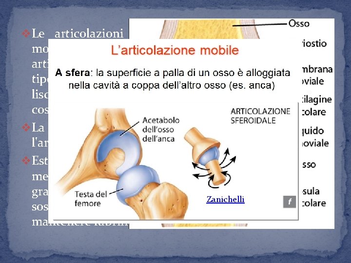 v Le articolazioni mobili sono quelle deputate al movimento; sono considerate tali, ad esempio,