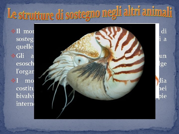 v Il mondo animale presenta moltissime strutture di sostegno e solo i vertebrati hanno