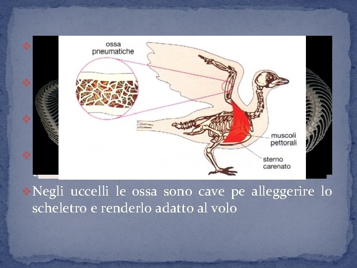 v. Nei vertebrati abbiamo uno scheletro simile al nostro ma le ossa sono in