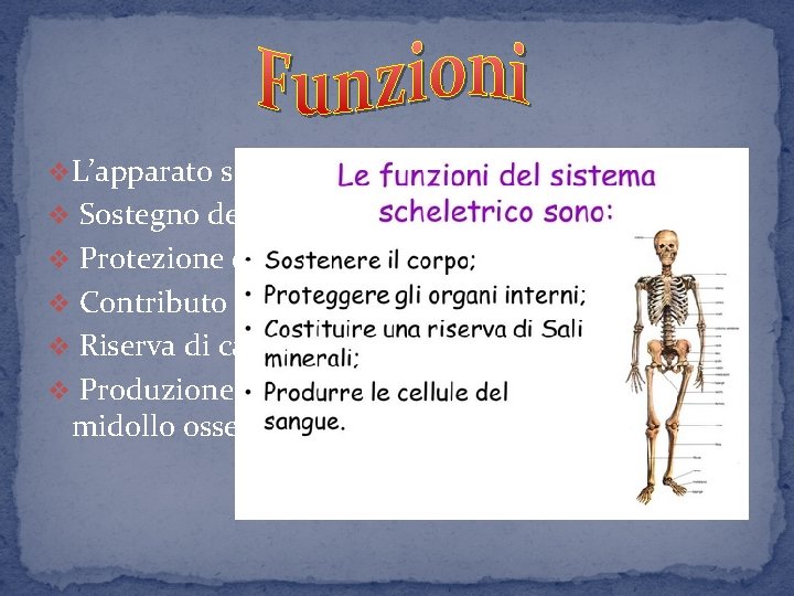 v. L’apparato scheletrico svolge le seguenti funzioni: v Sostegno del corpo v Protezione degli