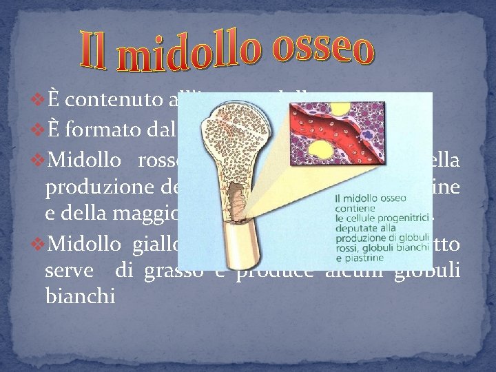 vÈ contenuto all’interno delle ossa vÈ formato dal: v. Midollo rosso che è responsabile