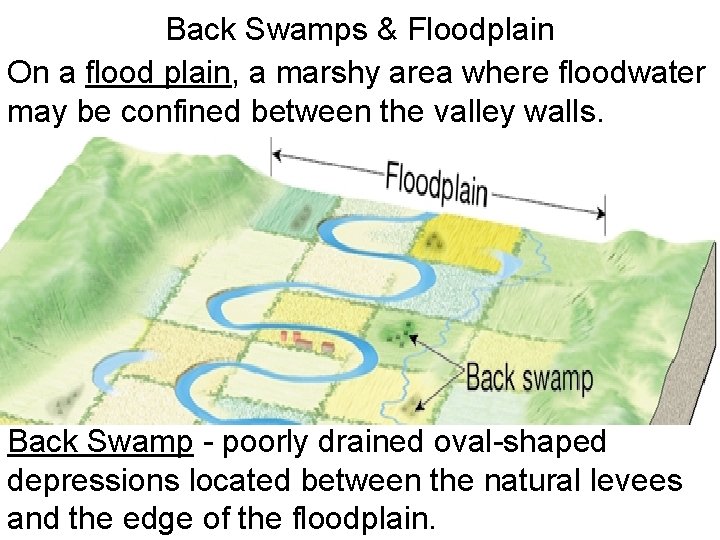 Back Swamps & Floodplain On a flood plain, a marshy area where floodwater may
