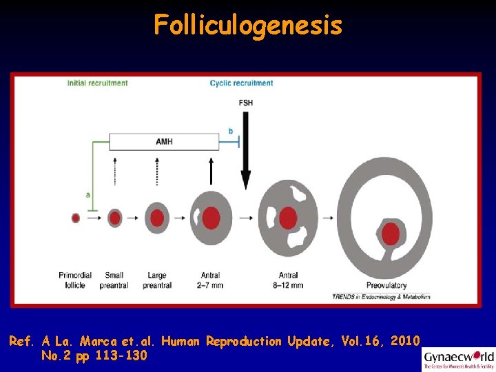 Folliculogenesis Ref. A La. Marca et. al. Human Reproduction Update, Vol. 16, 2010 Duru