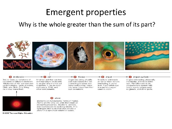 Emergent properties Why is the whole greater than the sum of its part? 