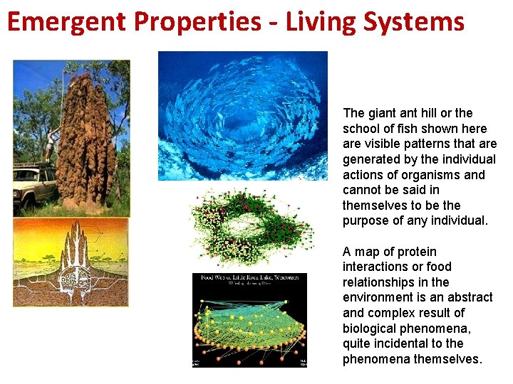 Emergent Properties - Living Systems The giant hill or the school of fish shown