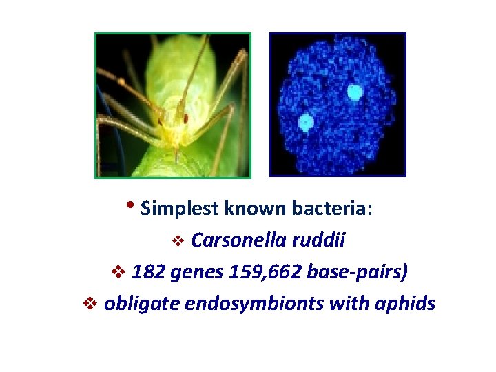  • Simplest known bacteria: v Carsonella ruddii v 182 genes 159, 662 base-pairs)