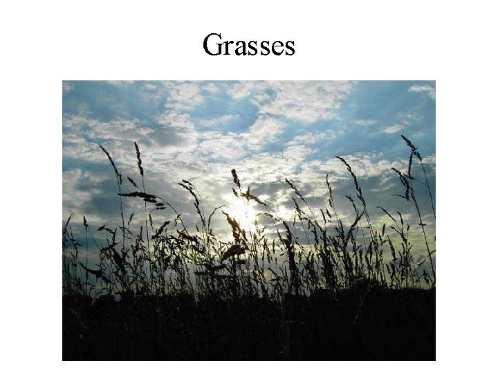 Grasses 