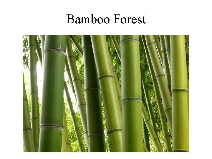 Bamboo Forest 