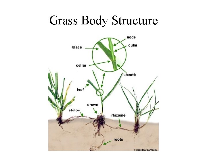 Grass Body Structure 