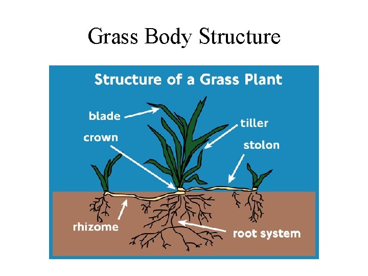 Grass Body Structure 