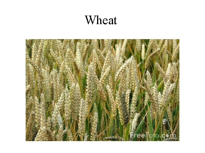 Wheat 