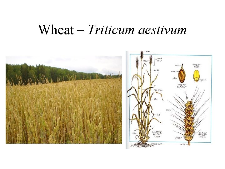 Wheat – Triticum aestivum 