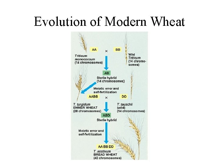 Evolution of Modern Wheat 